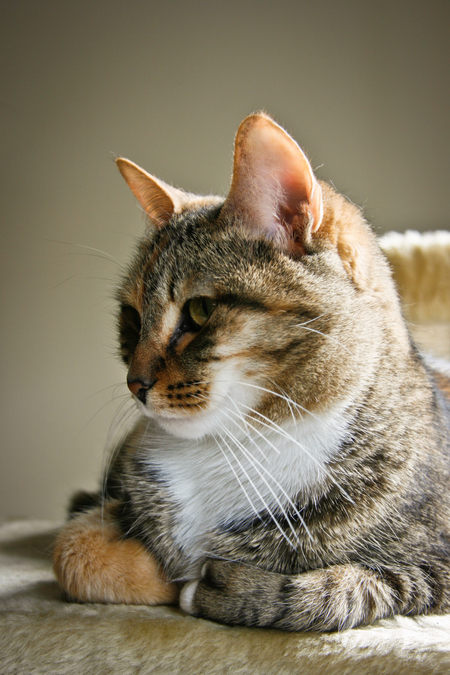 Minette