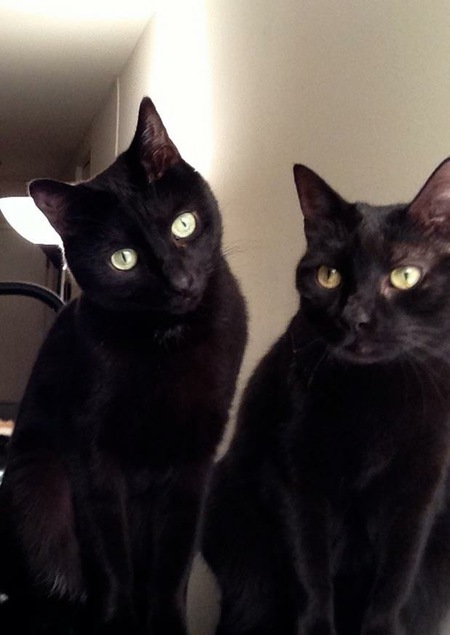 Scotty (L) & Sasha (R)