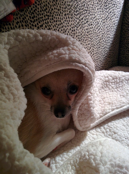 Lottie