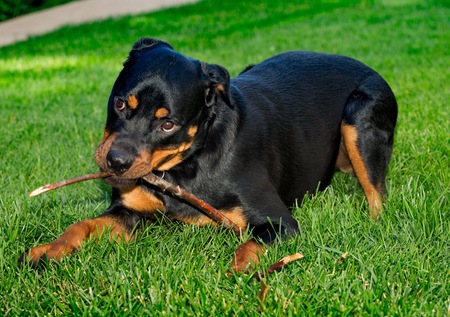 Chico