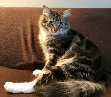 Wally