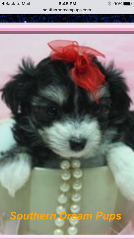 Lola