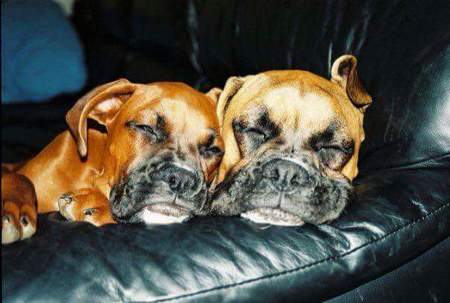 Jasi and Titan