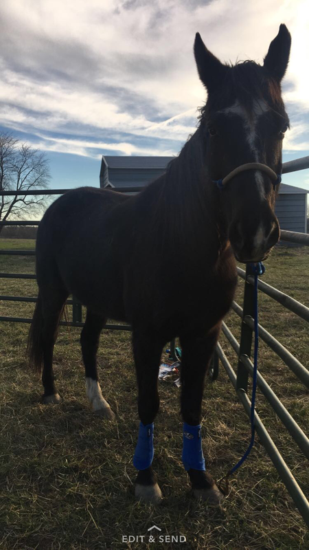 Captain Morgan 