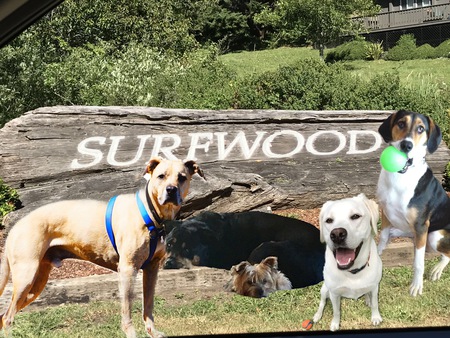Surfwood Dogs