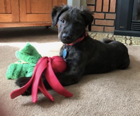 Jax