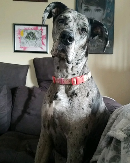 Lola