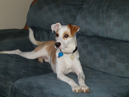 Ranger ( was Junior)