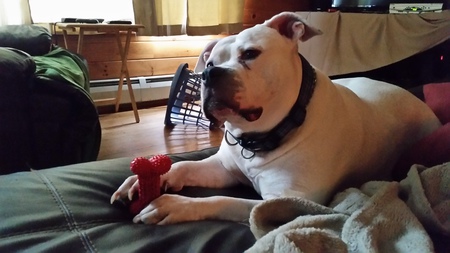 Brutus