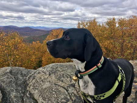 Duke