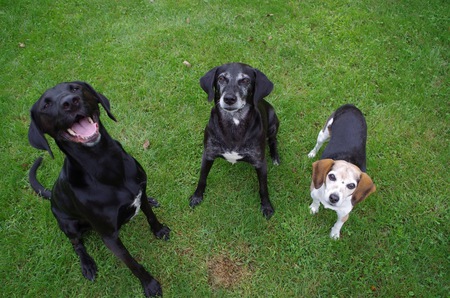 Bo, Gracie and daisy