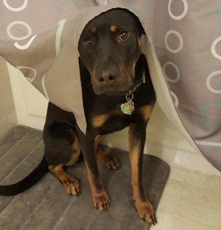 Dante