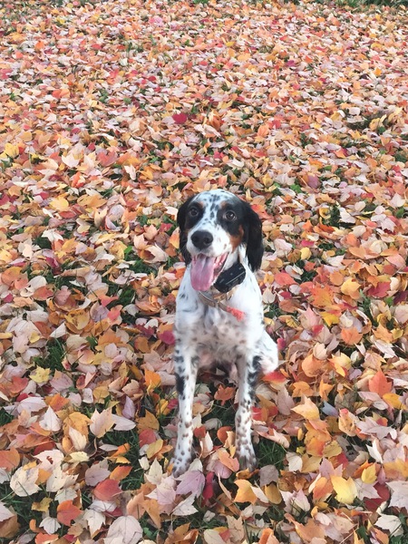 Cooper
