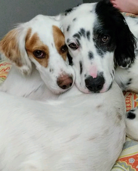 Quinn & Magnus