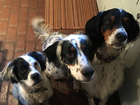 Oreo, Finn & Huck