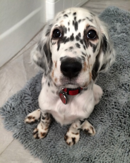 Maisy