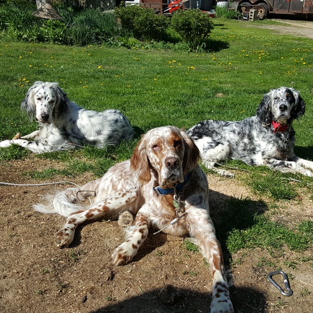 Sprout, Nugget, and Barley