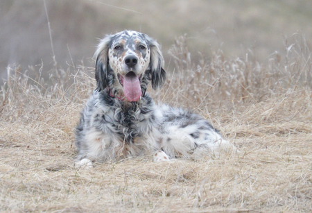 Parker-Queen of the Prairie