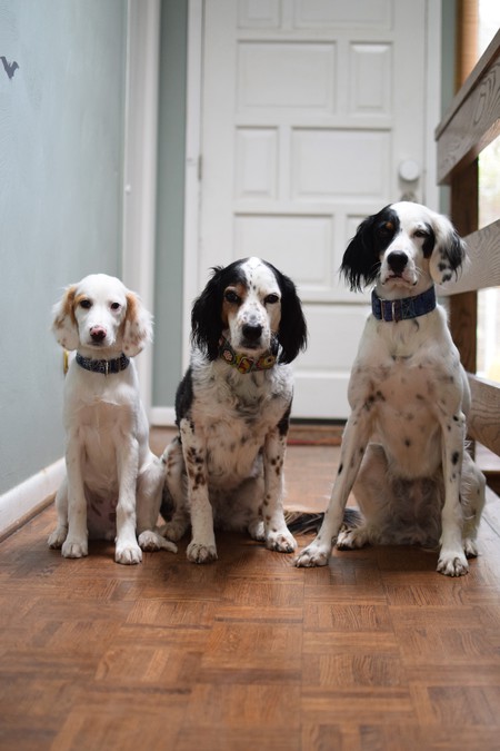 Rigby, Lillie and Gemma