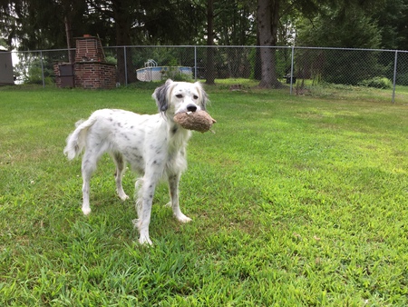 Piper