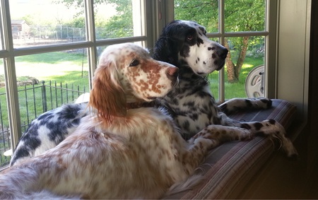 Lily and Huck Finn
