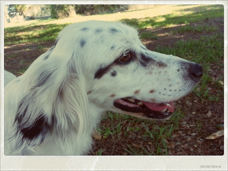 Indi