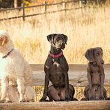 Entry image for Max, Jasper, Ranger