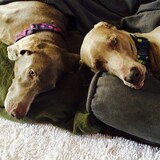 Entry image for Abbie and Hank "Etta"