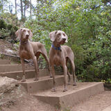 Entry image for Another Chance Encounter (Ace) & Trace of a Chance (Trace)