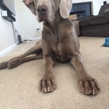 Entry image for Gus