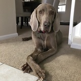 Entry image for Gus