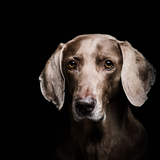 Entry image for Bode