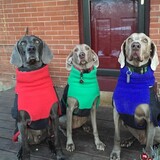 Entry image for Drake, Hank and Riley