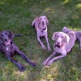 Entry image for Drake, Hank and Abbie