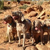 Entry image for Weims of Moab: Mya, Chuck, Bella, Ruby, Axle