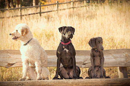 Entry image for Max, Jasper, Ranger. Clicking this image will show a larger photo