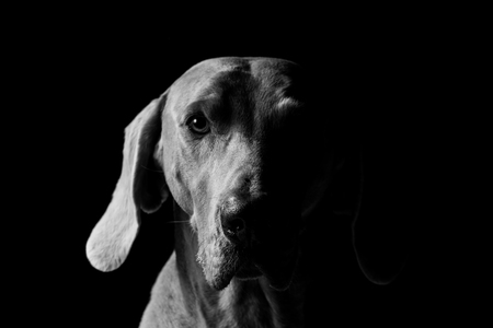 Entry image for Winston. Clicking this image will show a larger photo