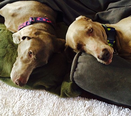 Entry image for Abbie and Hank "Etta". Clicking this image will show a larger photo