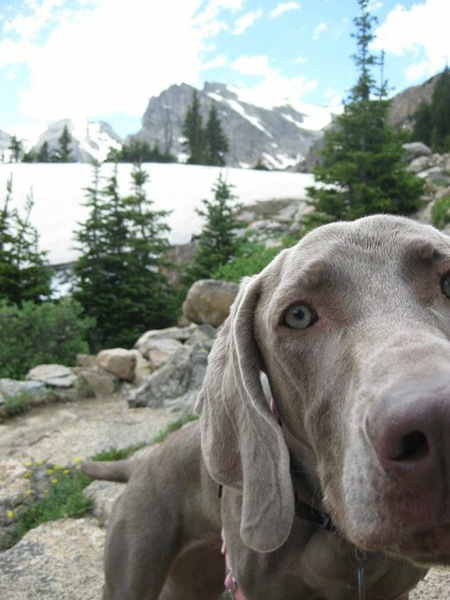 Entry image for Sasha. Clicking this image will show a larger photo