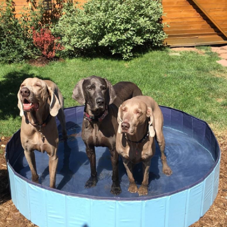Entry image for Hank and her cousins Drake and Riley. Clicking this image will show a larger photo
