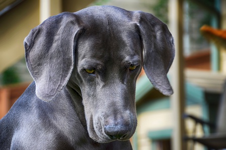 Entry image for Baron. Clicking this image will show a larger photo