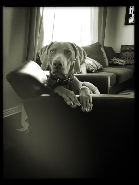 Entry image for Cooper. Clicking this image will show a larger photo