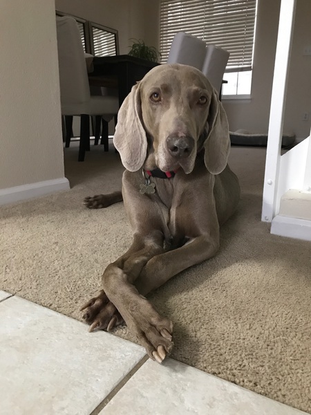Entry image for Gus. Clicking this image will show a larger photo