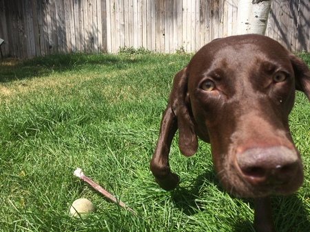 Entry image for Nash. Clicking this image will show a larger photo