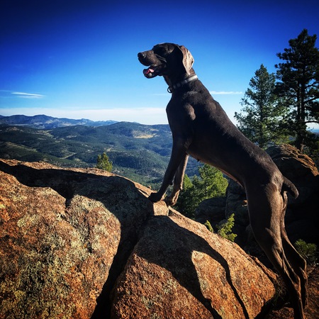 Entry image for Zoey. Clicking this image will show a larger photo