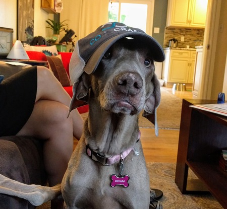 Entry image for Shiloh. Clicking this image will show a larger photo