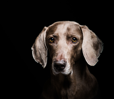 Entry image for Bode. Clicking this image will show a larger photo