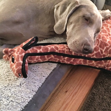 Entry image for Hank "Etta". Clicking this image will show a larger photo