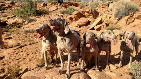 Entry image for Weims of Moab: Mya, Chuck, Bella, Ruby, Axle. Clicking this image will show a larger photo