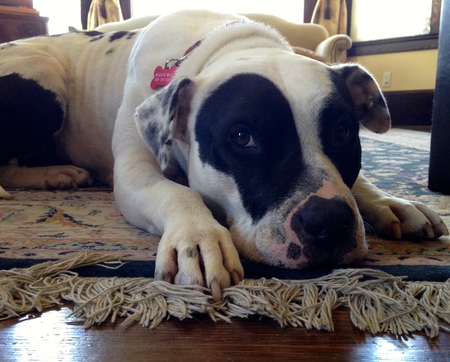 Maggie Moo